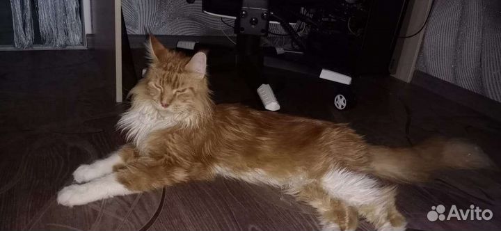 Передержка животных