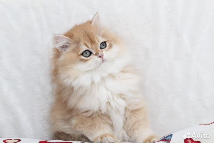 Британский котенок Леопольдо