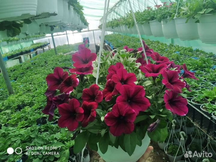 Петуния ампельная в кашпо