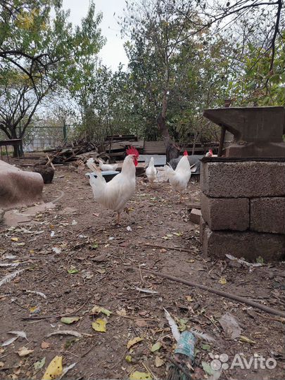 Продам петухов породы легорн