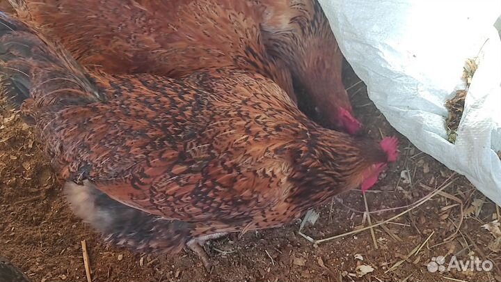 Кучинская Юбилейная и/я,цыплята