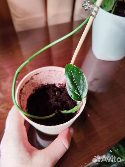 Филодендрон кобра белая