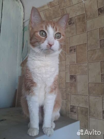 Кошка ищет дом