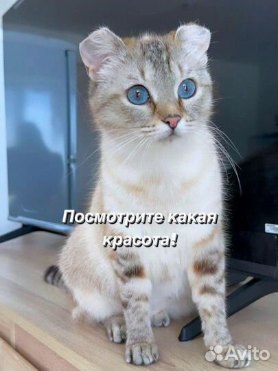 Невская маскарадная кошка