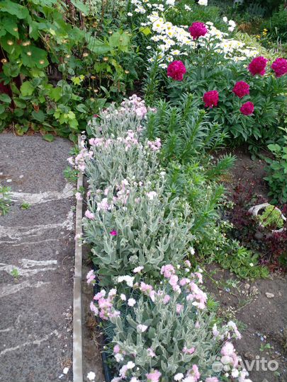 Садовые растения