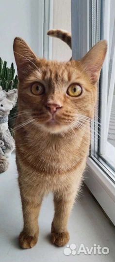 Кот Лис в добрый дом