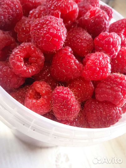 Ремонтантная малина