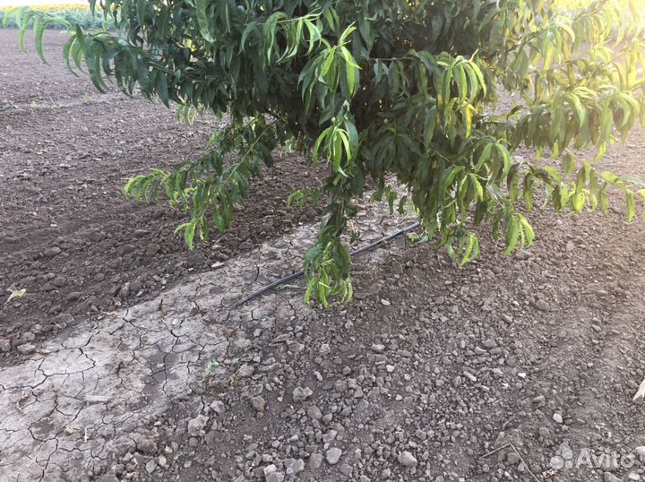 Персиковый сад