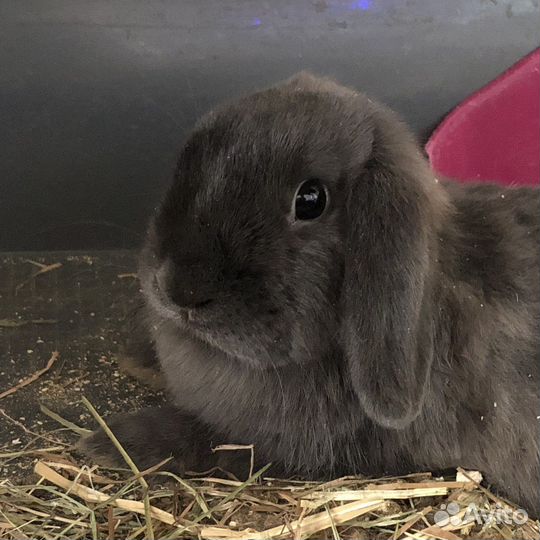 Кролик в добрые руки