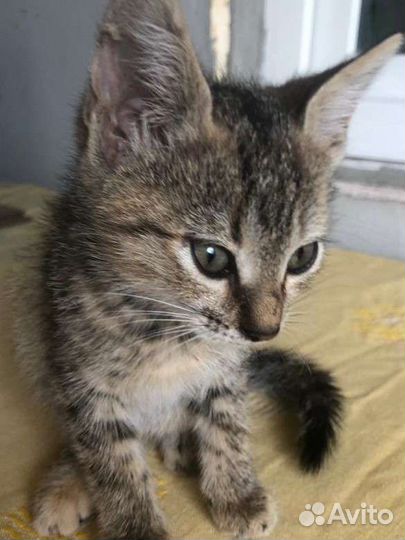 Котята в добрые руки бесплатно