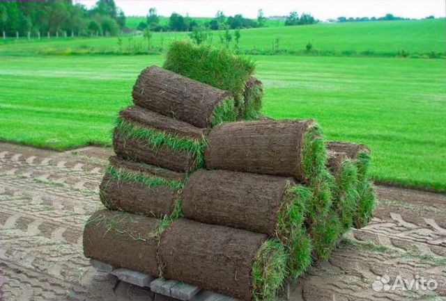 Газон рулонный спортивный. Укладка. Автополив