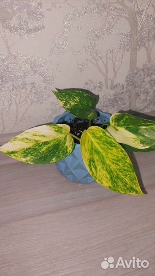 Эпипремнум золотистый