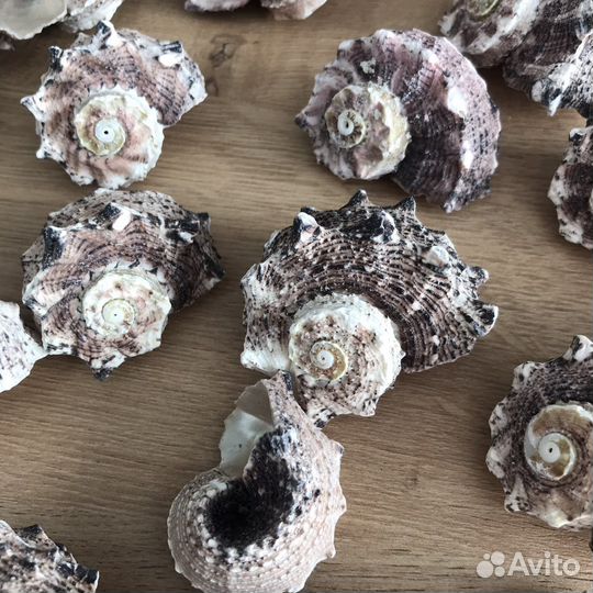 Ракушки набор