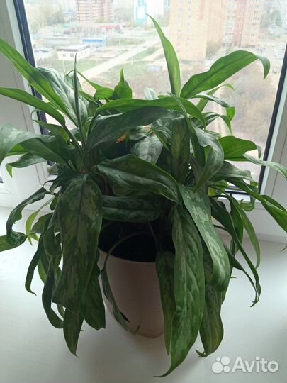 Комнатное растение