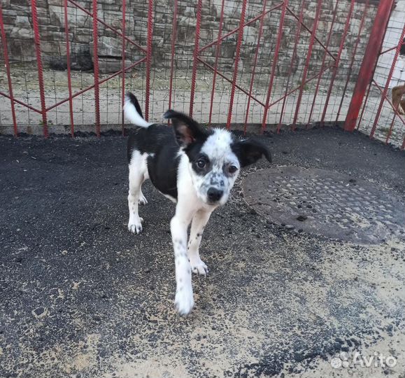 Гоша плачет без хозяина