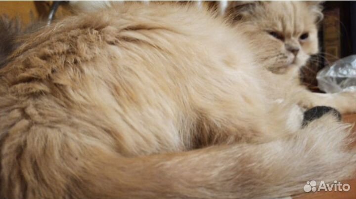 Винсент, 6 мес. Редкий окрас