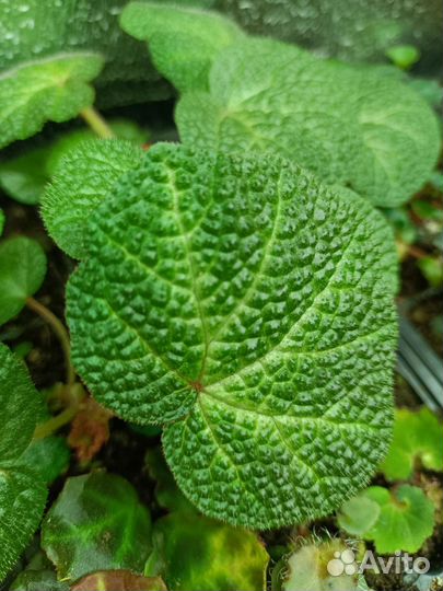 Бегония декоративно лиственная 3