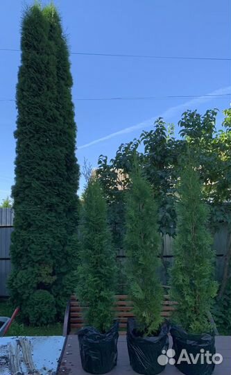 Туя западная Смарагд