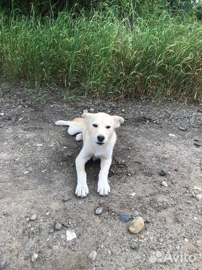 Белла ищет дом