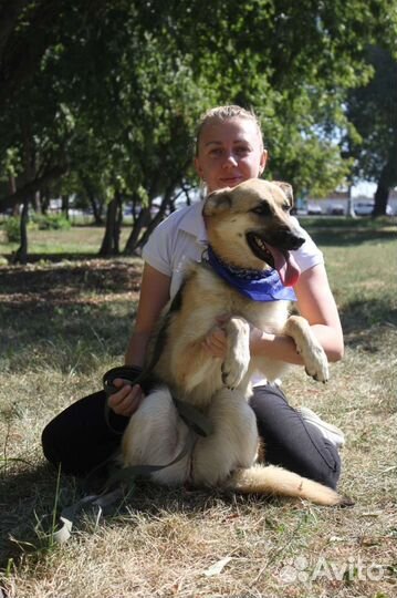 Собака в добрые руки отдам бесплатно