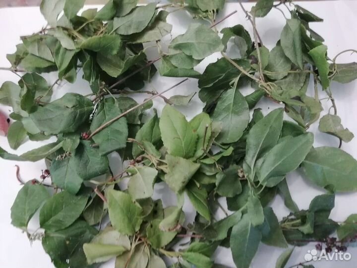 Боровая матка