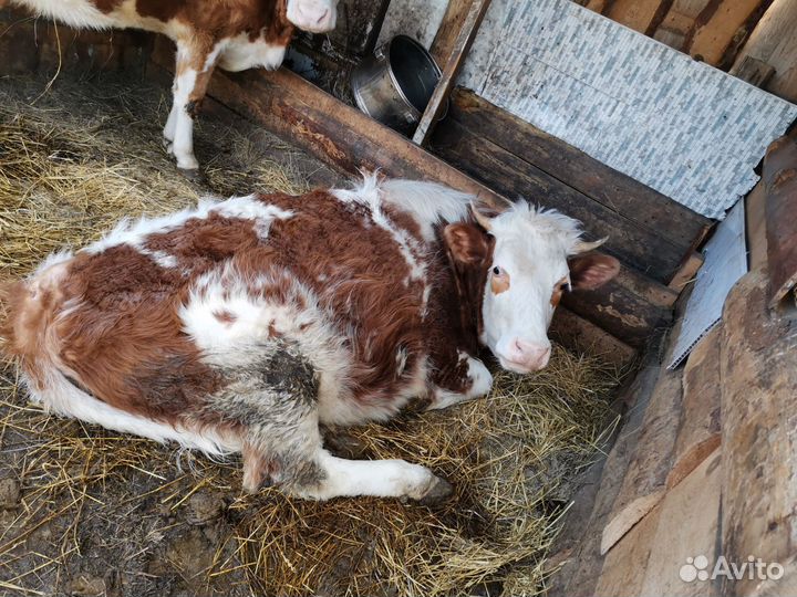 Домашние животные