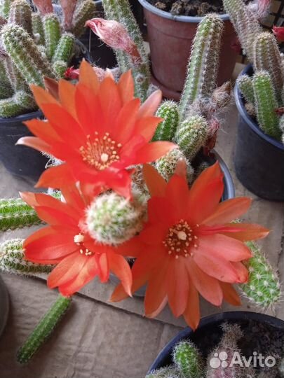 Кактус цветущий