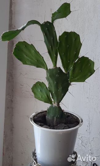 Кактус с плоскими листьями- Бразилиопунция