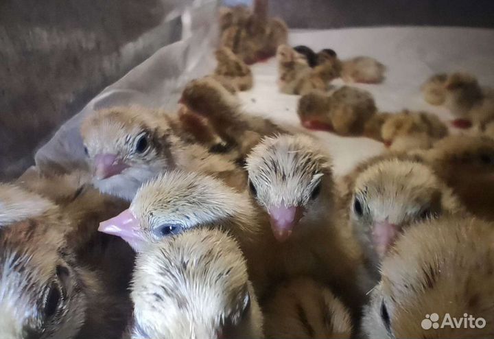 Перепелиное инкубационное яйцо несушки цыплята