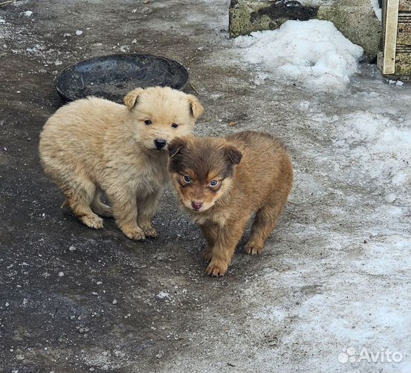 Щенок в добрые руки