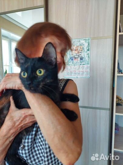 Кошка в дар