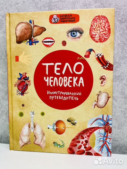 Тело человека