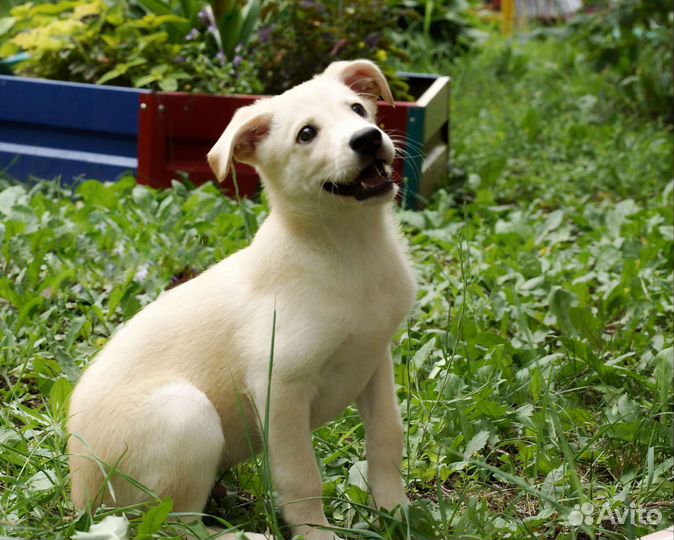 Щенок в добрые руки