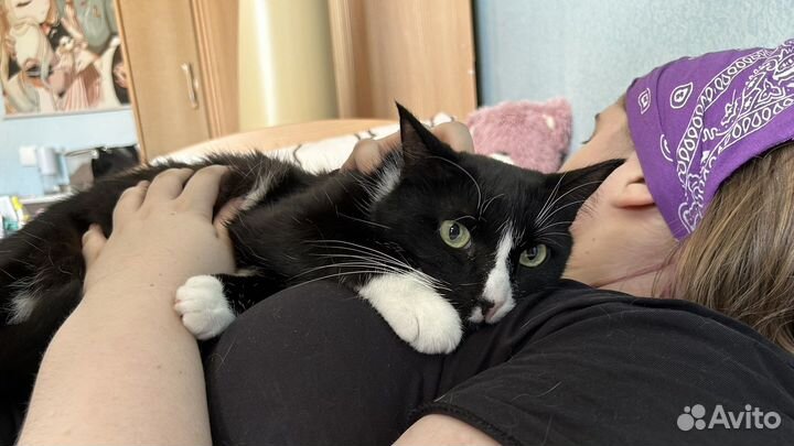 Кошки в добрые руки