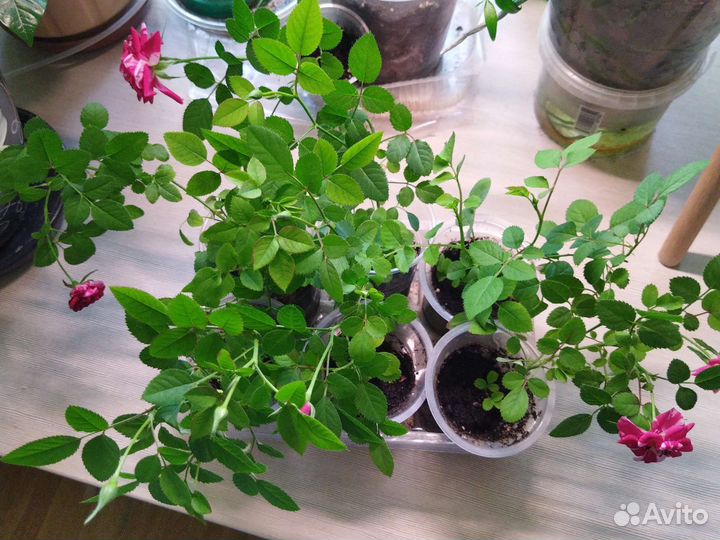 Комнатная роза