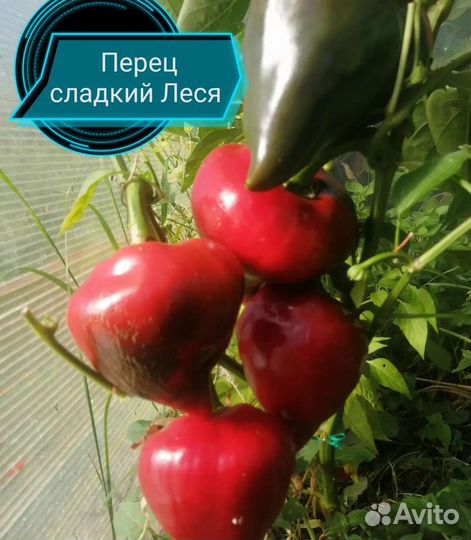Перец сладкий и острый семена