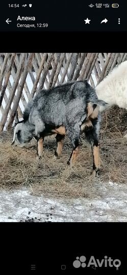 Англо нубийский козел