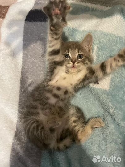 Котенок девочка