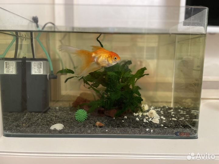 Аквариум с золотой рыбкой