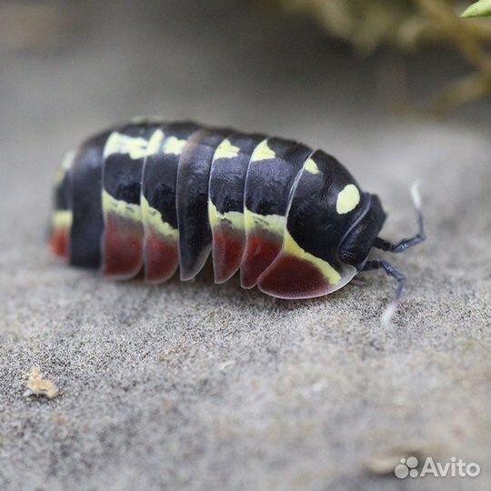Merulanella sp.Red Diablo,Blister, Ember bee