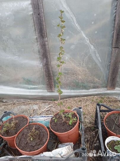 Саженцы крыжовника