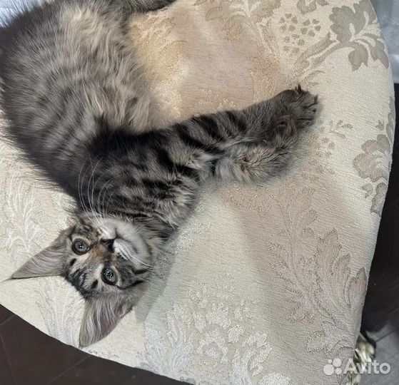 Котенок девочка