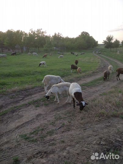 Ярки дорпер