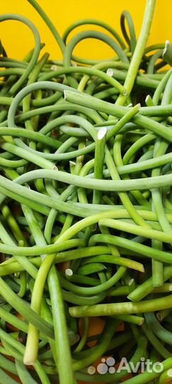 Чесночные стрелки