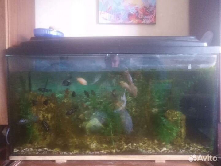 Аквариум
