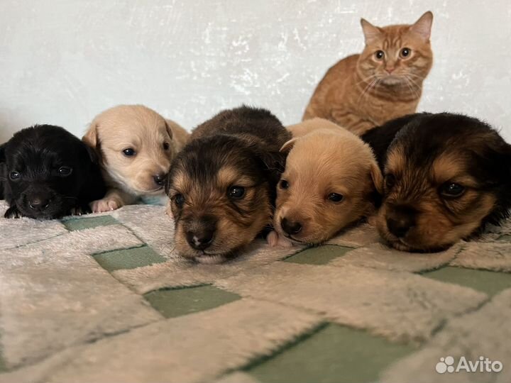 Отдам в добрые руки щенков дворянской породы