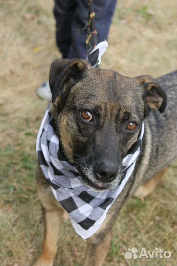 Забери Добби домой