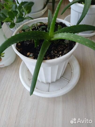 Алоэ лечебный