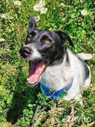 Собаки бесплатно в добрые руки