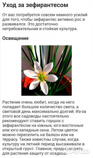 Цветок зефирантес (Выскочка) белый